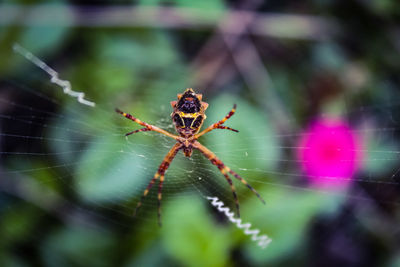 Close-up of spider on web