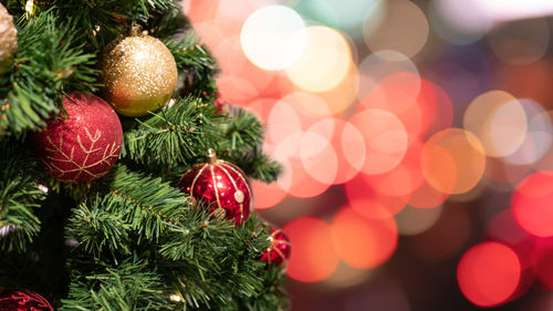 Close-up of christmas tree