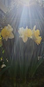 Sun shining through leaves