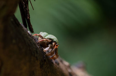 Close-up of insect on tree trunk