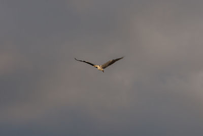 Low angle view of eagle flying against sky