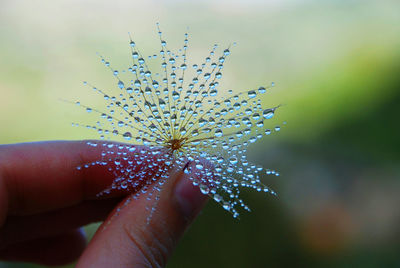 Close-up of hand holding wilted flower with water drops