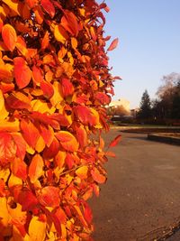 Close-up of autumn tree against sky