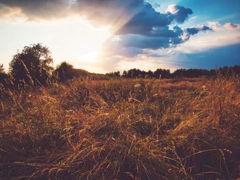 Scenic view of field against sky at sunset