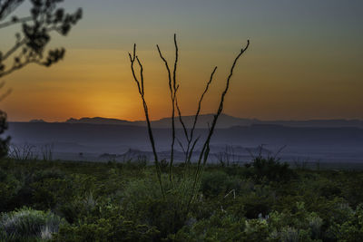 Plants growing on land against sky during sunset