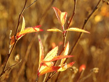 Close-up of maple leaves on field