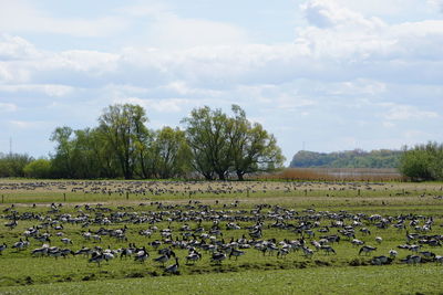 Flock of birds on grassy field against sky