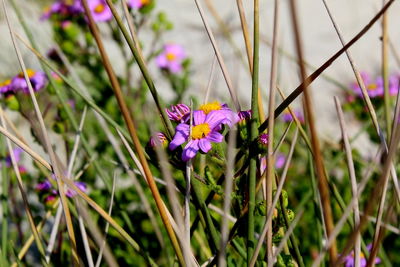 Close-up of purple crocus flowers