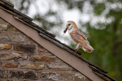 Bird perching on roof