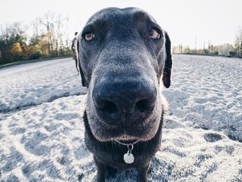 Portrait of a dog