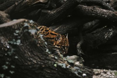 Close-up of an ocelot