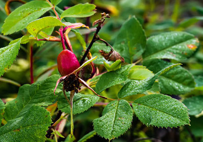 Close-up of insect on plant