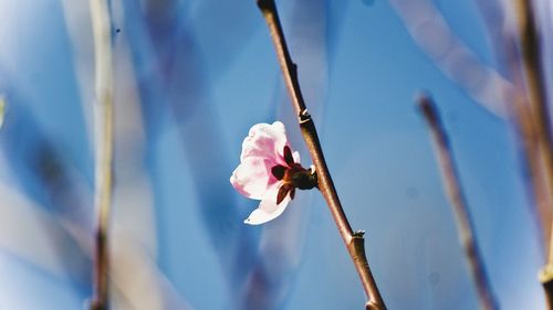 Close-up of pink flower