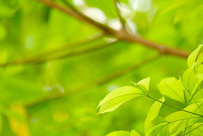 Close-up of green leaves on plant in forest