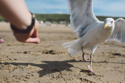 Cropped hand of person by seagull at sandy beach