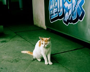 Portrait of cat sitting outdoors