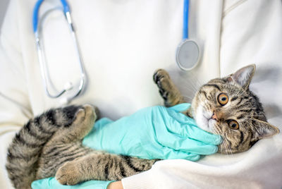 Tabby cat in vet arm or window sill girl kid hand touching pussycat muzzle.domestic pet young female