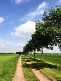 Narrow pathway along trees
