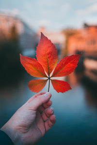 Close-up of hand holding maple leaf during autumn