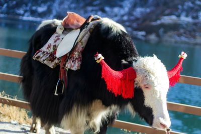 Close-up of cow