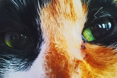 Close-up portrait of a cat