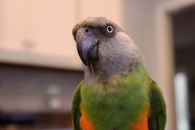 Senegal parrot