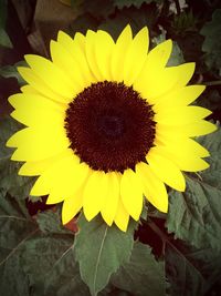 Close-up of sunflower