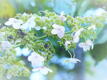 Close-up of white flowers