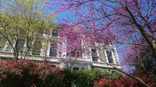 Pink flowers blooming on tree