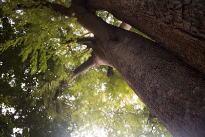 Low angle view of lizard on tree