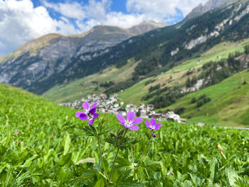 Flowers above the village of vals