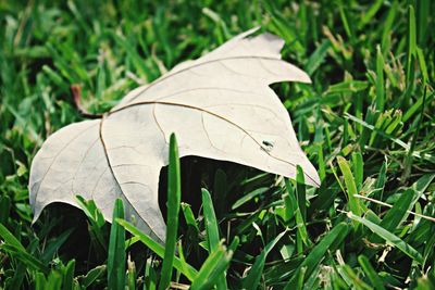 Close-up of plants growing on field