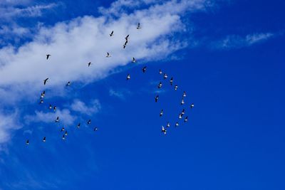 Low angle view of silhouette birds flying against sky