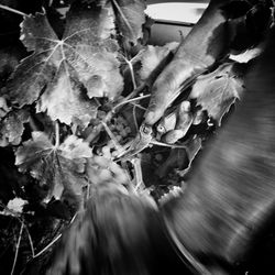 Full frame shot of leaves