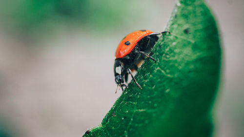 Close-up of ladybug on leaf