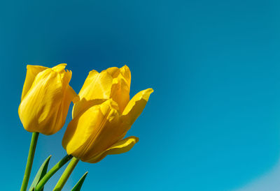 Three yellow tulips against a blue sky, space for text on the right.