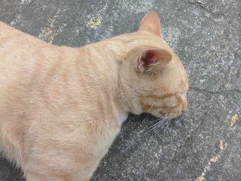 High angle view of dog