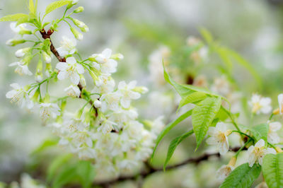 Close-up of white flowering plant