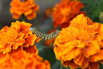 flowering plant