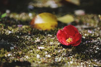 Close-up of red rose on field