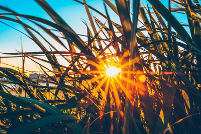 Sunlight streaming through plants during sunset