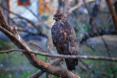 Bird perching on branch