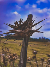 Close-up of wilted plant on field against sky