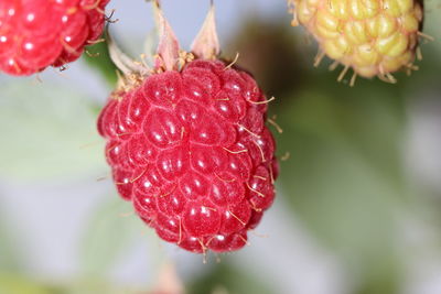 Close-up of strawberry on plant