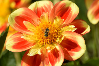 Close-up of bee on flower