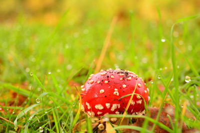 Close-up of fly agaric mushroom on field