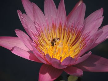 Close-up of bee pollinating on pink flower