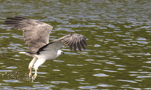 Birds flying over lake