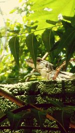 Close-up of butterfly perching on leaf