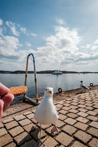 Cropped hand of person feeding bird perching on footpath by lake against sky during sunny day